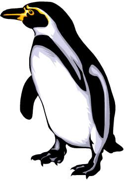 pinguin - pinguino