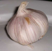 aglio / garlic